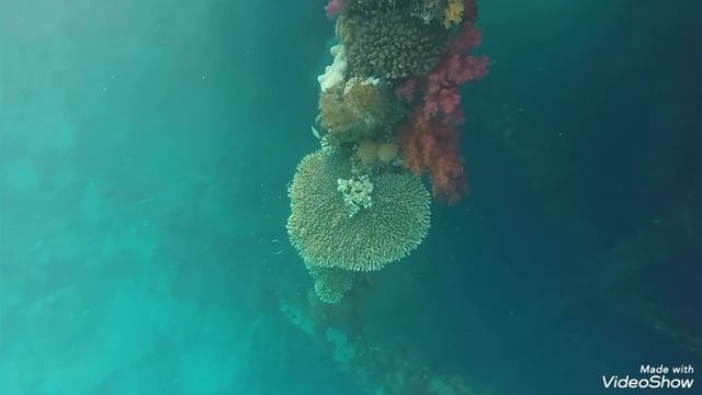 Подводный мир у отеля SUNRISE Holidays Resort