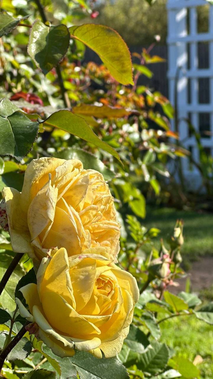 ФЕРТИКА: ПОДГОТОВКА РОЗ К ЗИМЕ