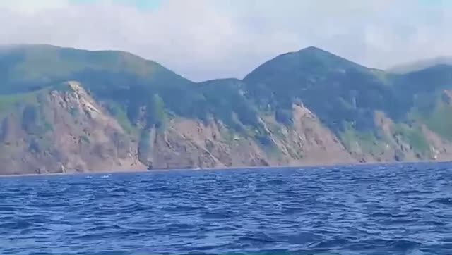 Дельфины в Анивском заливе