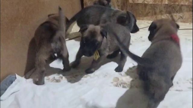 Фрай Винд Ф-помет, щенки малинуа, возраст 27 дней