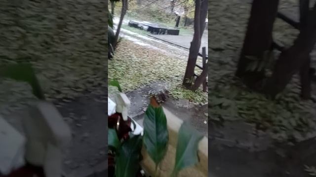 мои осенние чирикнутые