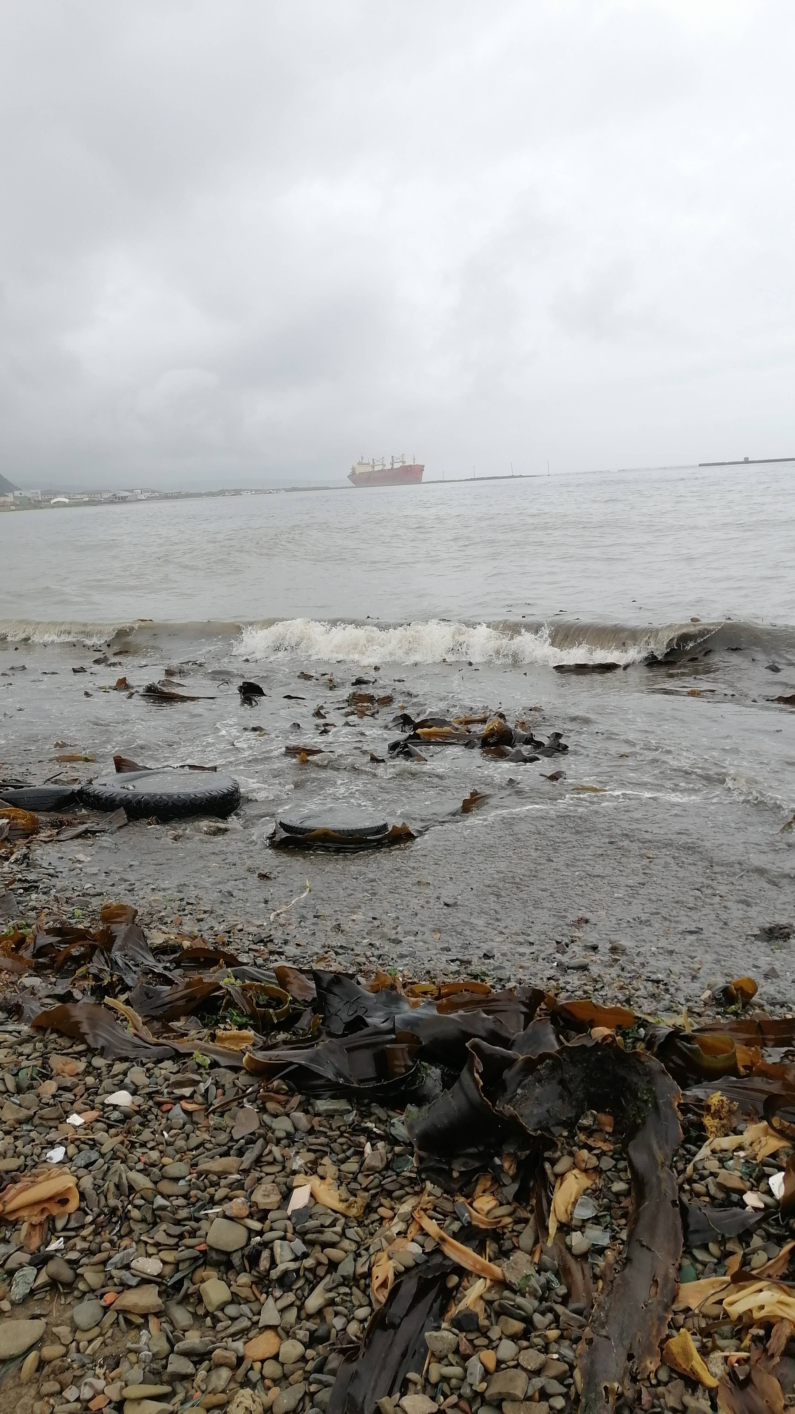 Морская капуста в Японском море