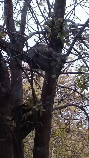 мелкая хочет стащить сало 3 аиничек