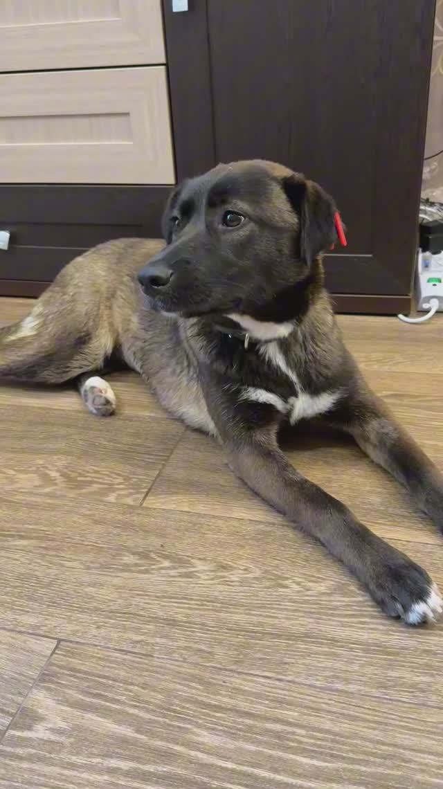 Озорная Бонни ищет семью❤️ Молодая, 1 год