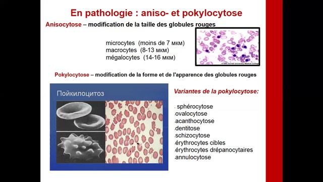 La Pathologie Du Sang Rouge (3)
