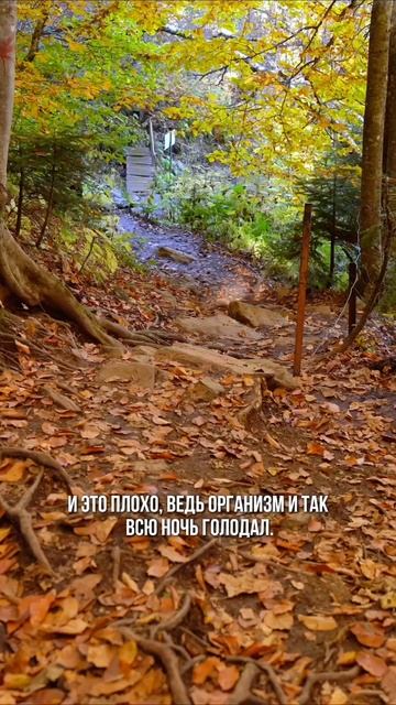 О пользе утренних пробежек, Part II #БегаемХудеем #ЯЕду