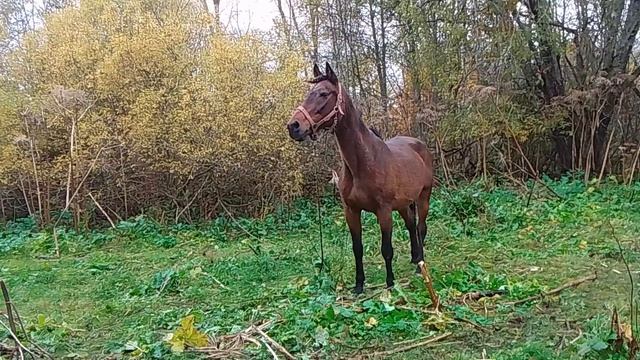 Новая/старая лошадь, странное растение из Канады и🐐🐎🦮