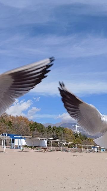 Умные чайки