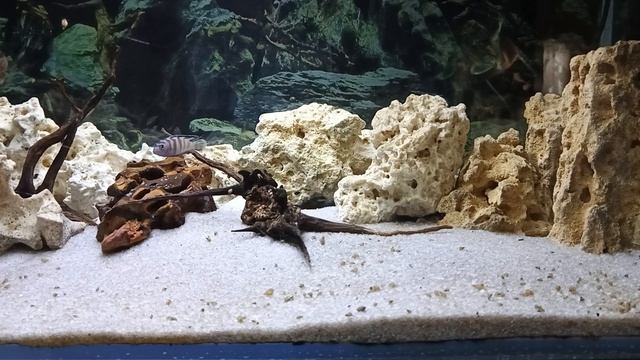 Астронотус и Малавийцы