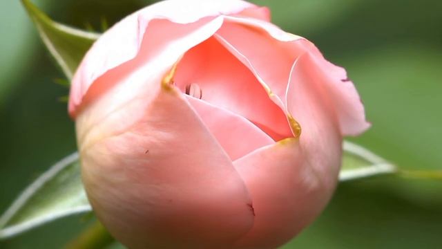 1adb97d7396efff2017297513219e433