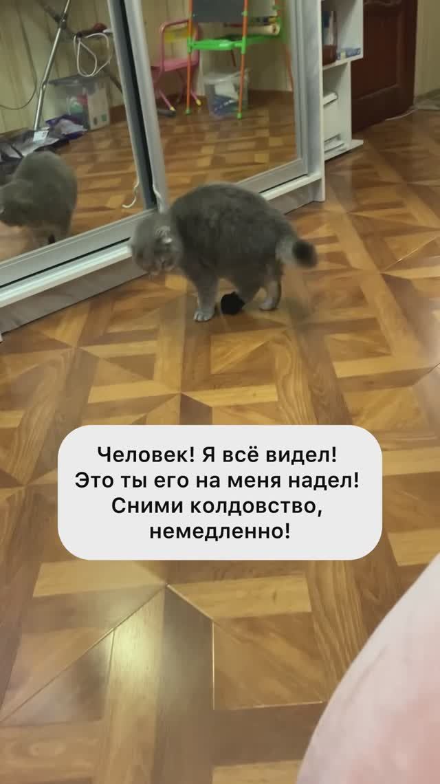 #смешнойкот