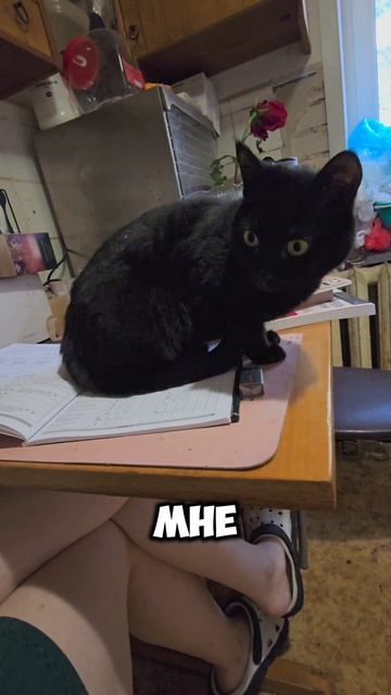 Кошка Мышь, учёная. #кошкодубли #кошка #китай #integral_a