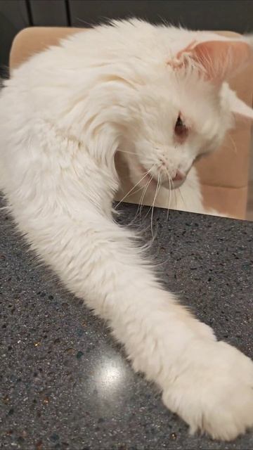 #cat #scatovsky #meow #pets #кот