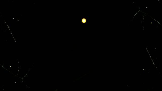 Бетти Пейдж