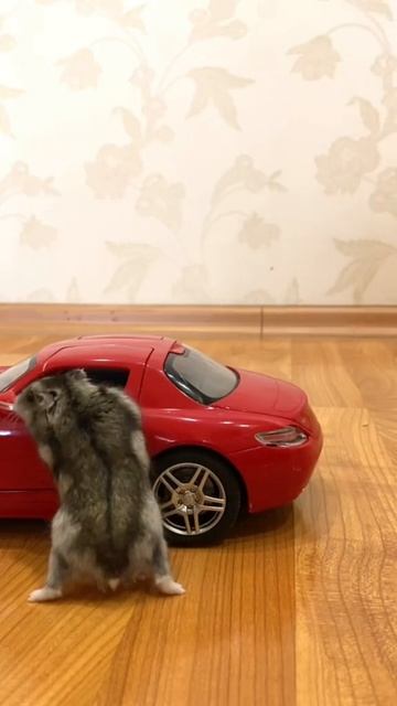 Видео приколы про животных 🐾