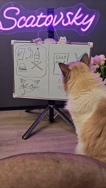 Костя не любит правила!
#cat #scatovsky #meow #котики #baby