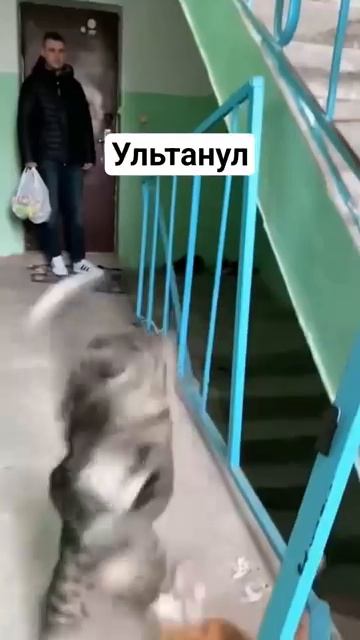 КОТ ПСИХАНУЛ ⧸ Cat Fight In Russia #cat #fight #funny