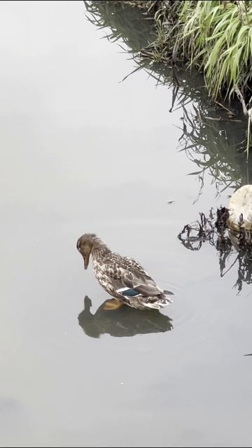 Утиные истории