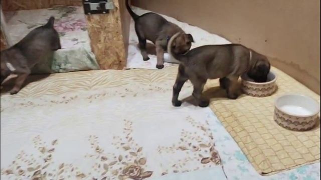 Фрай Винд Ф-помет, щенки малинуа, возраст 35 дней