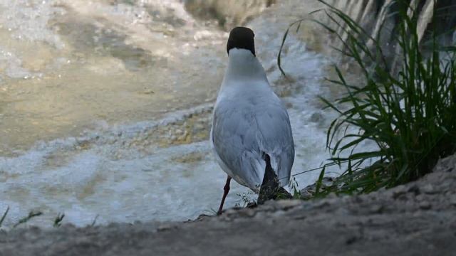 Черноголовая чайка на рыбалке