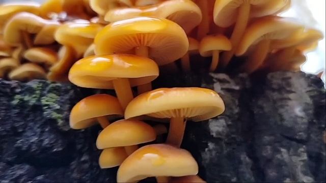 5c45c80700493ddc151051d5e7c78b53