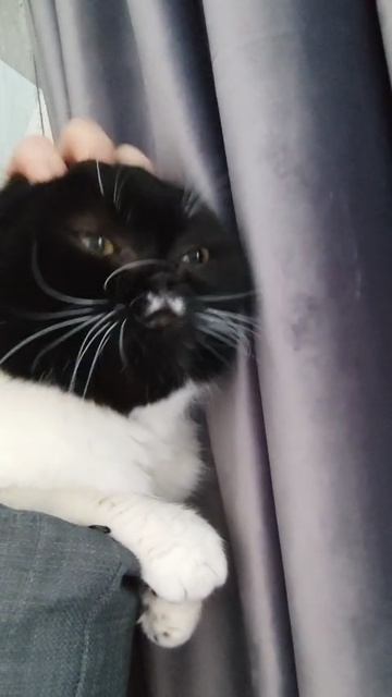 Кошка Зоя выпуск 3