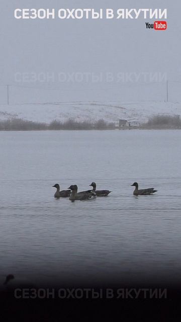 ОХОТА НА ГУСЯ / GOOSE HUNTING #shorts #охота #hunting