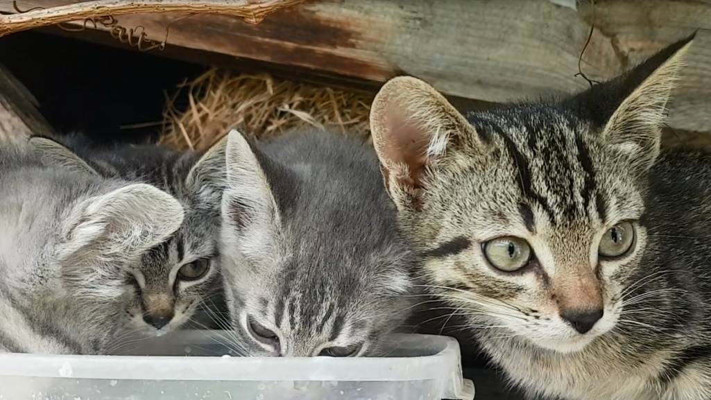 Деревенские ВКУСНОСТИ