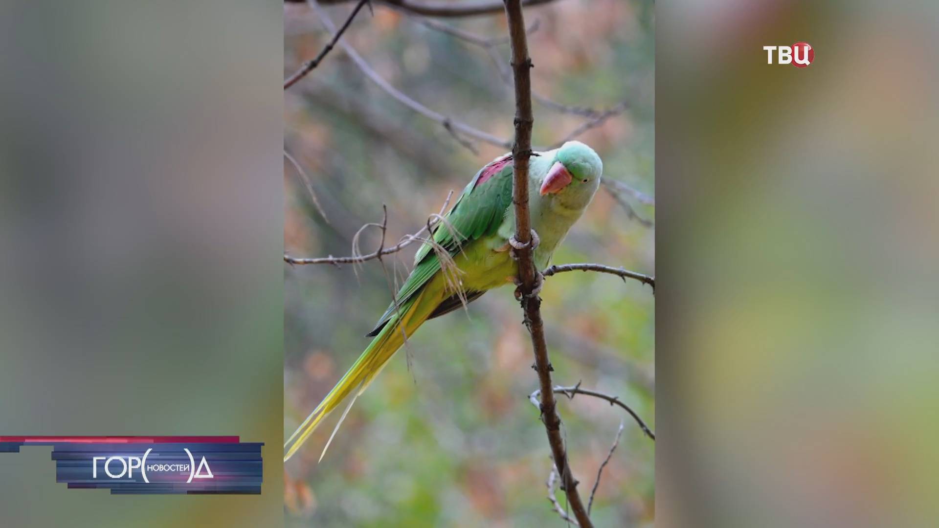 Новости ТВЦ