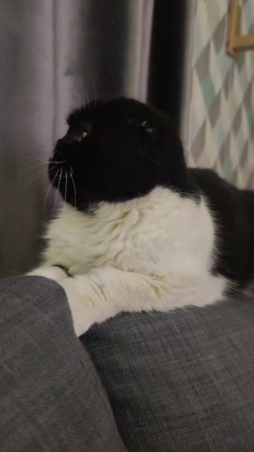 Кошка Зоя выпуск 2