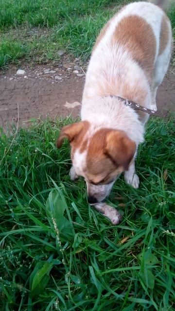 Универсальный охотничий пЭс!