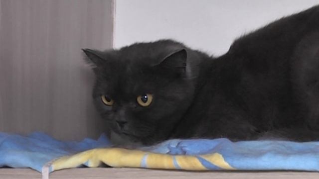 Телекомпания 