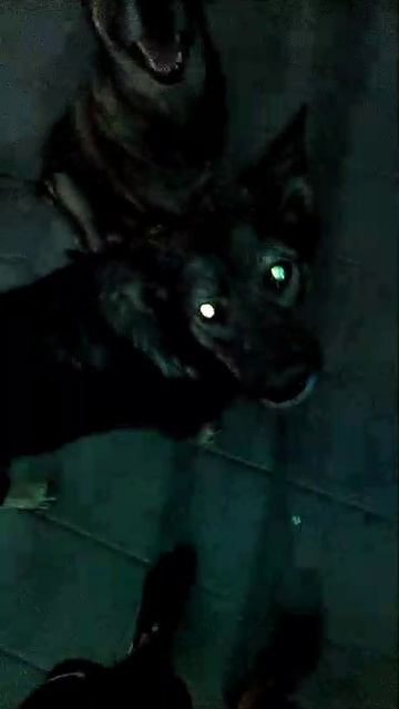 VID-20240829-WA0003.mp4