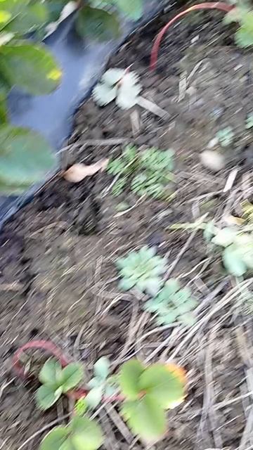 VID_20251021_172454