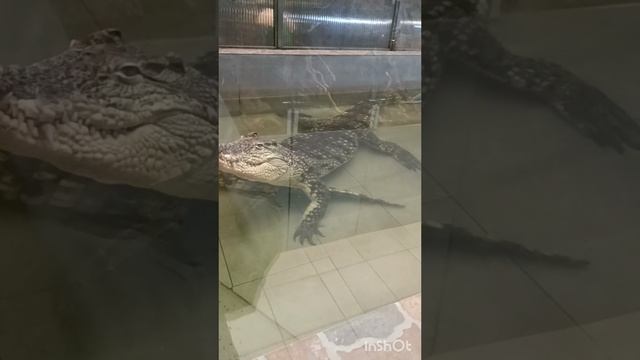 Экскурсия по Самарскому зоопарку