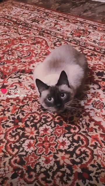 Миша ты что.. (feat. Морти)