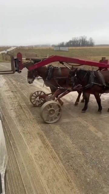 Сельский Илон Маск/The Villager Elon Musk #atxtop #farming #horse