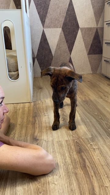 Малыш Фогги ищет семью❤️ 3мес, 6кг