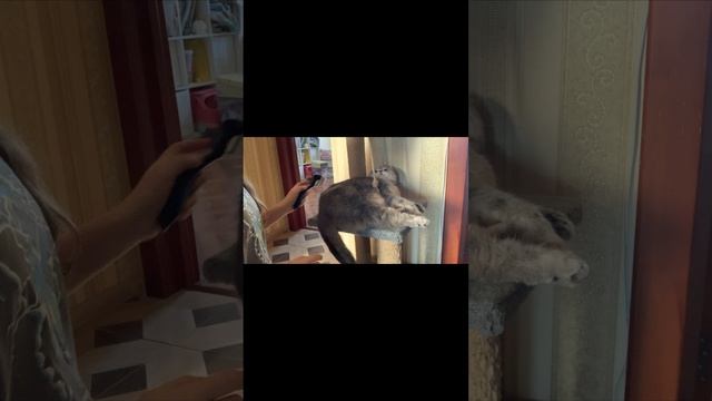 Утренний блог с Барсиком.