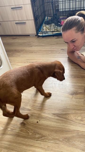 Малышка Фокси ищет семью❤️ 4мес, 10кг