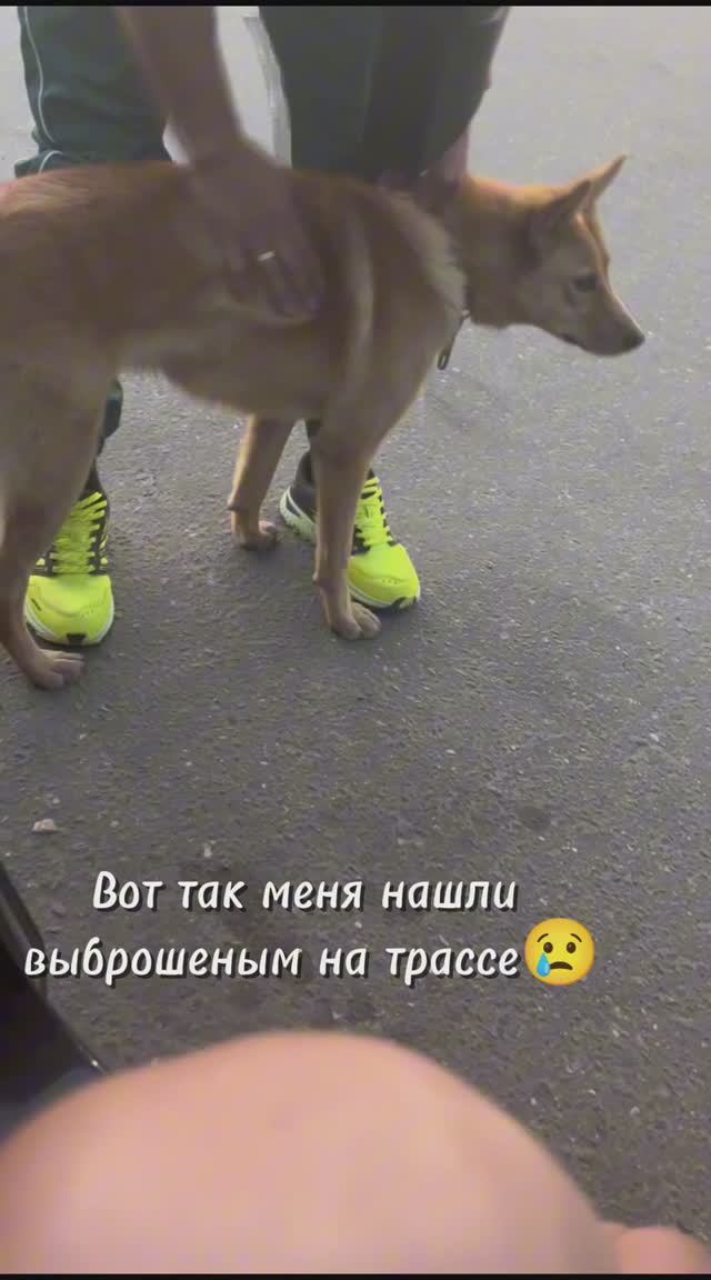 Лайчонок Симба ищет семью❤️ 1,5года, 18кг любви и энергичности🤩