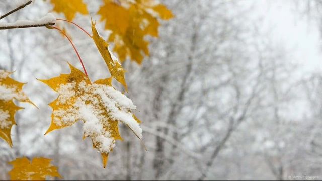 Есенин С.Клен ты мой опавший