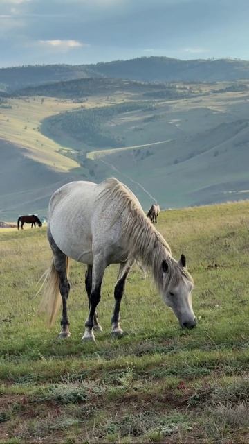 Тажеранские степи.MOV