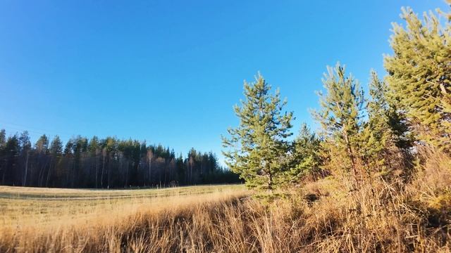 Между веточек (тренька)