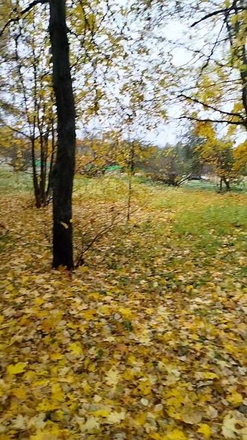 Осень - жёлтое уродство!