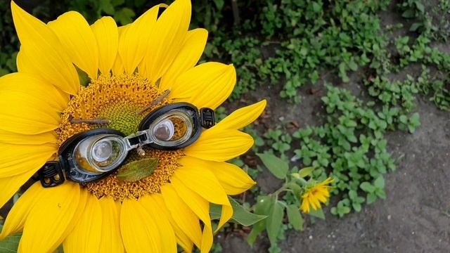 Мир Подсолнухов