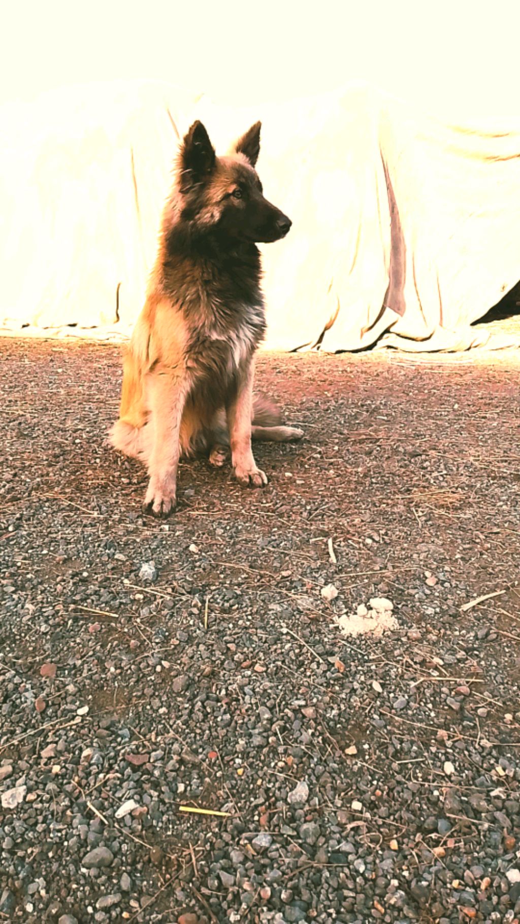 Даша дарина