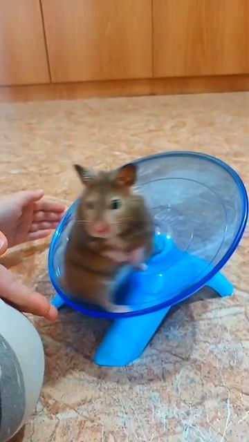 Мой питомец хомяк и его новое увлечение