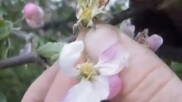 РанНет и Капкан