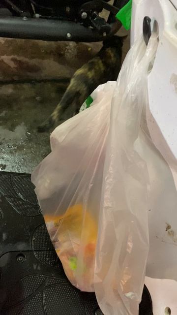 Таиланд. Пхукет. Они крадут везде.